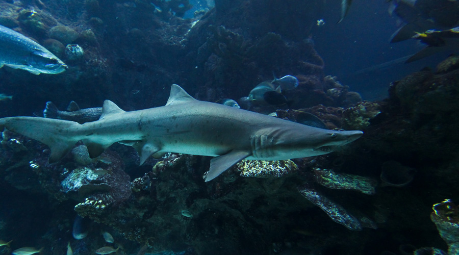 New England Aquarium